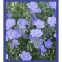 Flower Seed Confetti – Bravo Blue – Modern Sprouts